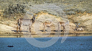 Common Waterbuck in Kruger National park, South Africa