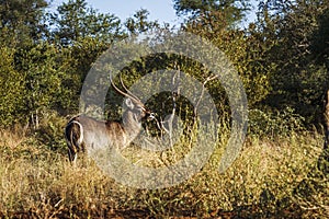 Common Waterbuck in Kruger National park, South Africa