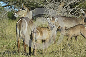 Common Waterbuck Mother and youngster white distinctive ring on rear showing