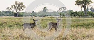 Common Waterbucks in Botswana, Africa photo