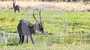 Common Waterbucks in the Okavango Delta in Botswana, Africa photo