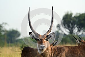 Common waterbucks, Queen ElizabethNational Park, Uganda photo