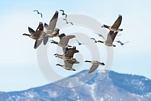 Common waterfowl of Colorado. Canada Geese in flight