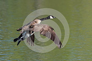 Common waterfowl of Colorado. Canada Geese in flight