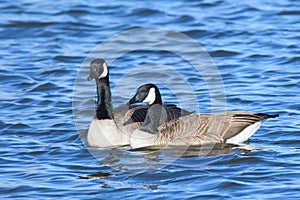 Common waterfowl of Colorado. Canada Geese swimming in a lake