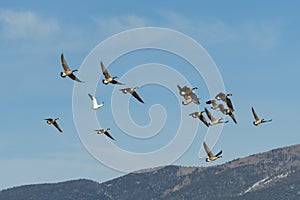 Common waterfowl of Colorado. A group of Canada Geese flying in the mountains with one lone snow goose