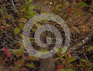 Common watersnake basking in the sun