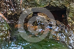 Common watersnake in the body of water on a rock
