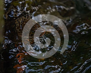 Common watersnake in the body of water on a rock