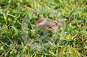 Common Waxbill photo