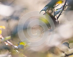 Common waxbill Bico-de-lacre-comum, wild bird in a field, Braga.
