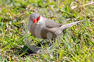 Common waxbill bird, estrilda astrild, also known as the St Helena waxbill