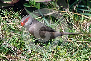 Common waxbill bird, estrilda astrild, also known as the St Helena waxbill