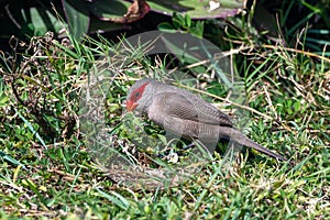 Common waxbill bird, estrilda astrild, also known as the St Helena waxbill