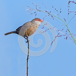 Common Waxbill, eating seed photo