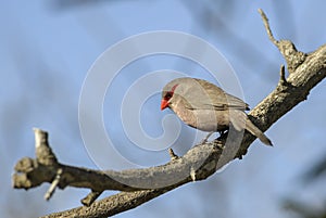 Common Waxbill - Estrilda astrild