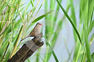 The common waxbill Estrilda astrild, also known as the St Helena waxbill sitting on the branch. atrild sitting between the reeds