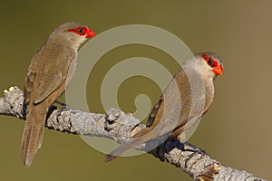 Common waxbill - Estrilda astrild - Bico de lacre