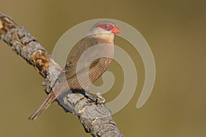 Common waxbill - Estrilda astrild - Bico de lacre