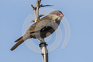 Common Waxbill Estrilda astrild Costa Ballena Cadiz