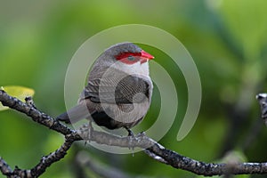 Common Waxbill Estrilda astrild photo