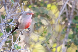 Common Waxbill photo