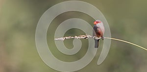 Common Waxbill on a twig photo