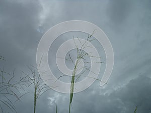 Common weed grass banner photo