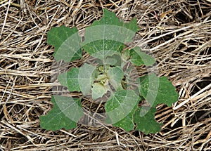 Common weed and medicinal plant Atriplex