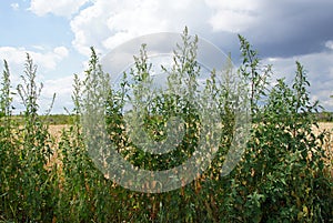 Common weed and medicinal plant Atriplex