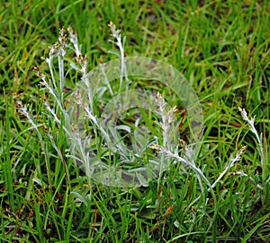 Common Weed with Stalk light blue in color