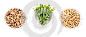 Společný pšenice zrna listovou zeleninu a čerstvý pšenice bakterie v bílý 