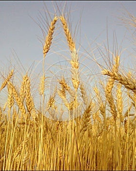 Common wheat plants in field of india