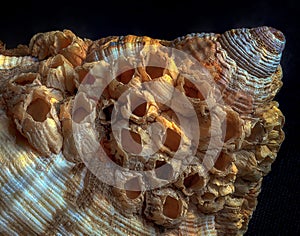 Common whelk and barnacles