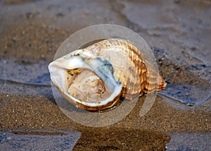 Common Whelk - Buccinum undatum, a marine gastropod.