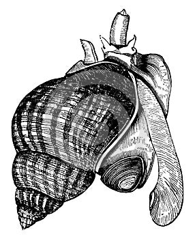 Common whelk, vintage illustration