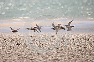 Common Whimbrel in flight