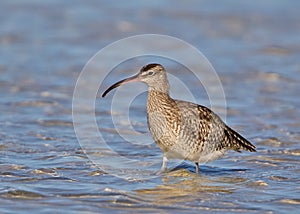 Common Whimbrel standing in water