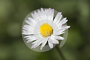 361/5000Common white daisy photographed close up. photo