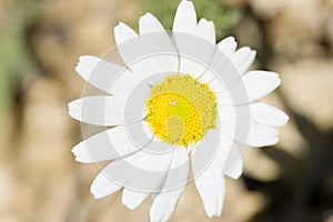 Common white daisy photographed close up. photo