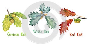 Common, white and red oak branches with green leaves and acorns, hand painted watercolor illustration set with inscription