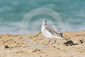 A common white seagull Larus canus standing on the sand Jumeirah beach in the city of Dubai, United Arab Emirates