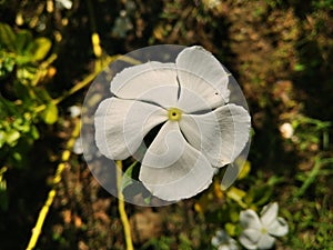 Common white tread virgin flower, close up picture.