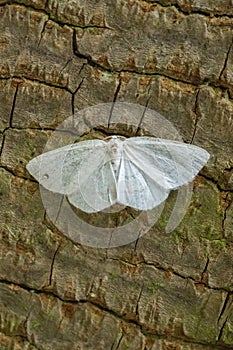 Common white wave Cabera pusaria