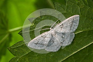 Common white wave Cabera pusaria