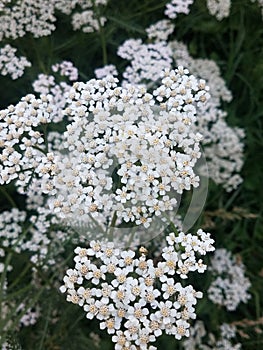 Common white yarrow flower in bloom