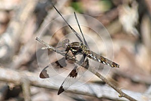 Common Whitetail Dragonfly