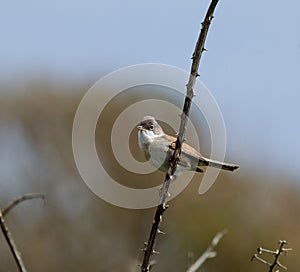 Common Whitethroat