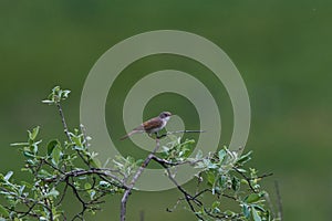 Common whitethroat