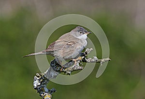 Common Whitethroat